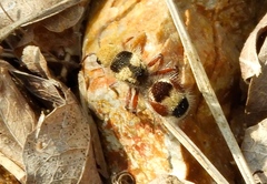 Dasymutilla monstrosa