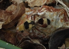 Dasymutilla monstrosa