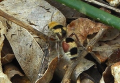 Dasymutilla monstrosa