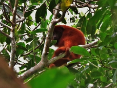 Alouatta sara