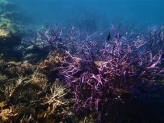 Acropora muricata