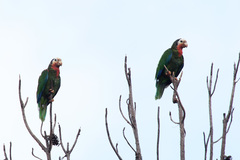 Amazona leucocephala