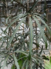 Plerandra elegantissima