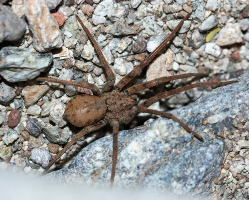 Homalonychus selenopoides photo 3