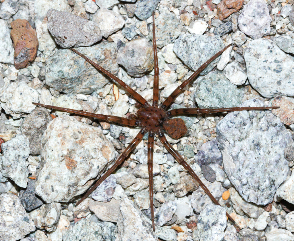 Homalonychus selenopoides