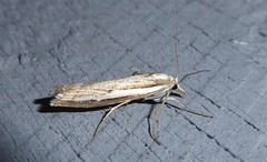 Orocrambus vittellus