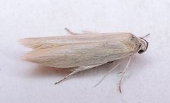 Calosima argyrosplendella