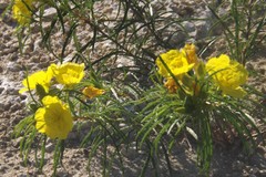 Oenothera macrocarpa