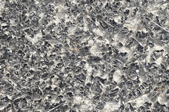 Clavascidium lacinulatum