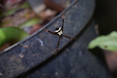 Argiope reinwardti