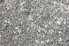 Clavascidium lacinulatum