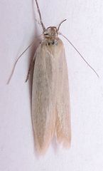 Calosima argyrosplendella