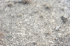 Clavascidium lacinulatum