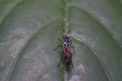 Eudmeta marginata