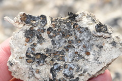 Clavascidium lacinulatum