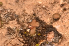 Clavascidium lacinulatum