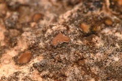 Clavascidium lacinulatum