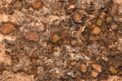 Clavascidium lacinulatum