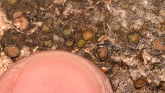 Clavascidium lacinulatum