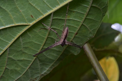 Heteropoda ocyalina