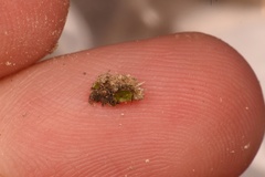 Clavascidium lacinulatum