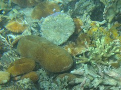 Ctenactis