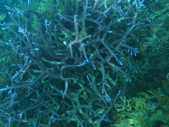 Acropora muricata