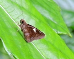 Notocrypta feisthamelii