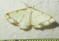 Lomographa aridata