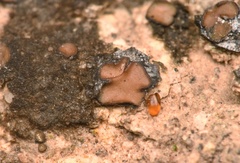 Clavascidium lacinulatum