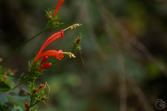 Ipomoea hastigera