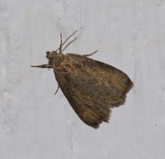 Olethreutes exoletum