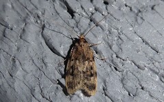 Barea exarcha