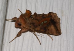 Autographa bimaculata