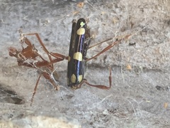Achenoderus octomaculatus