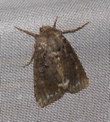 Melanchra pulverulenta