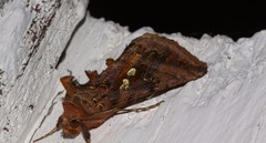 Autographa bimaculata