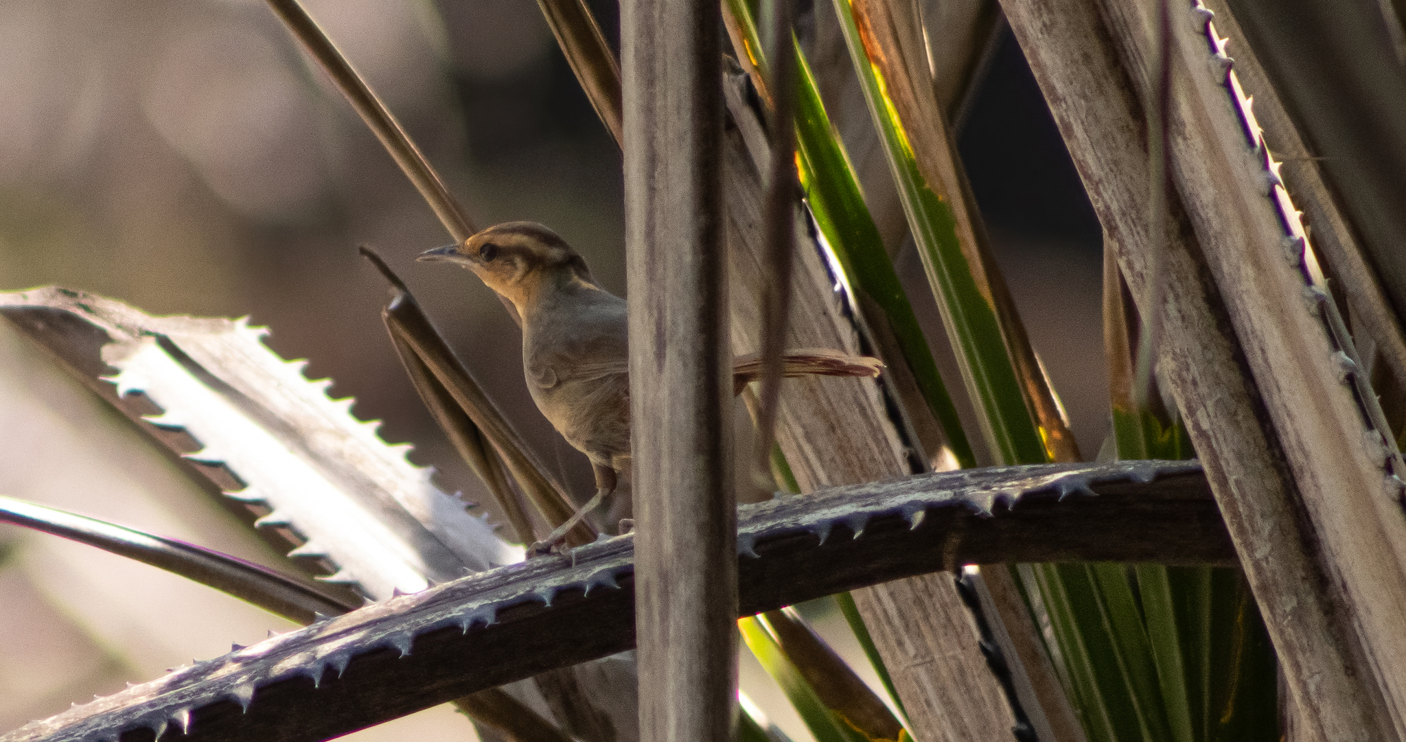 Buff-banded Bushbird illustration