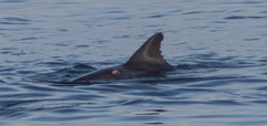 Delphininae