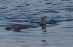 Delphininae