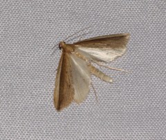 Donacaula albicostellus