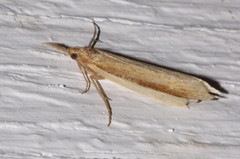 Donacaula albicostellus