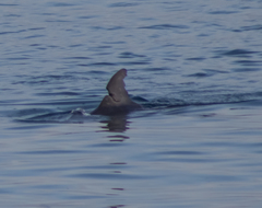 Delphininae