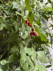 Sarcococca ruscifolia