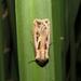 Agrotis biconica - Photo no rights reserved, uploaded by Joseph Heymans