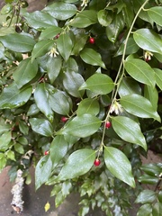 Sarcococca ruscifolia