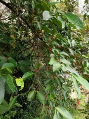 Ficus virgata
