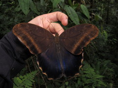 Caligo oberthurii