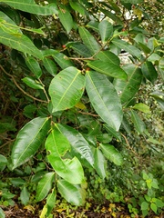 Ficus virgata