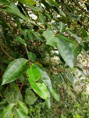 Ficus virgata